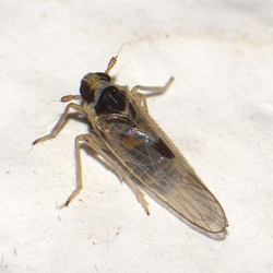 Laodelphax striatellus
